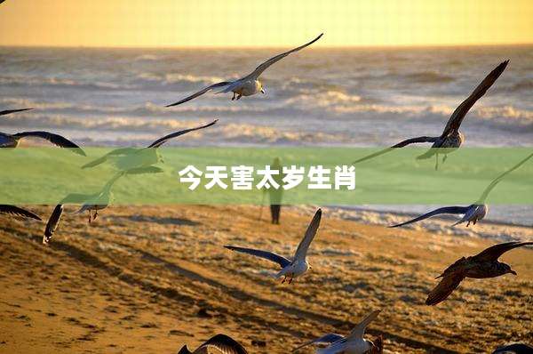 今天害太岁生肖