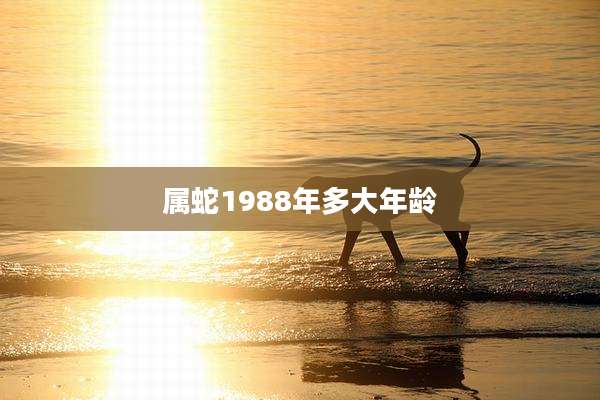 属蛇1988年多大年龄