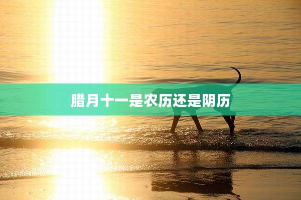 腊月十一是农历还是阴历