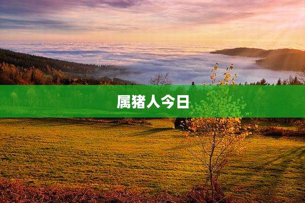 属猪人今日