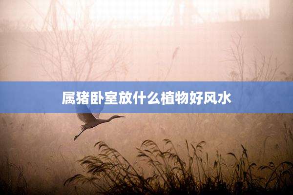 属猪卧室放什么植物好风水