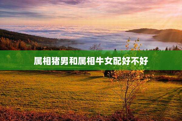 属相猪男和属相牛女配好不好