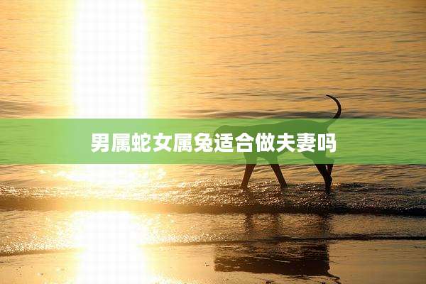 男属蛇女属兔适合做夫妻吗