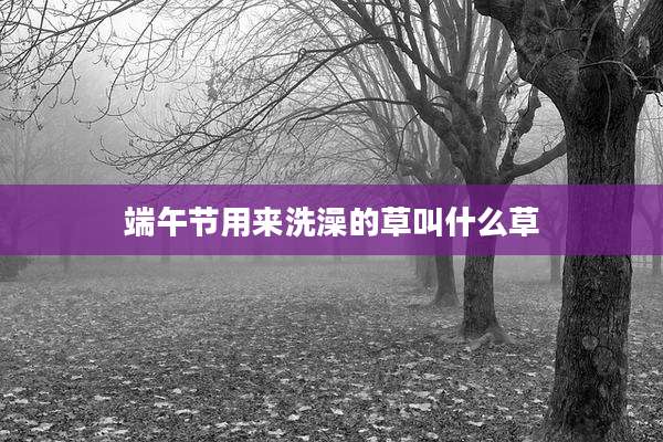 端午节用来洗澡的草叫什么草