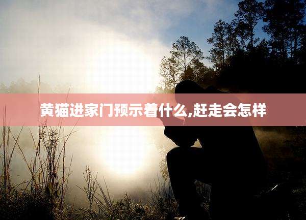 黄猫进家门预示着什么,赶走会怎样