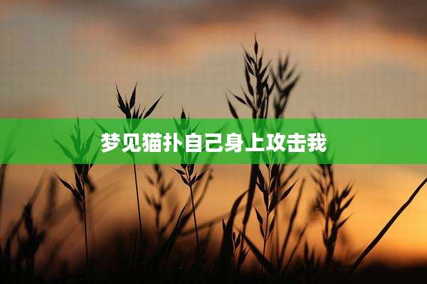 梦见猫扑自己身上攻击我
