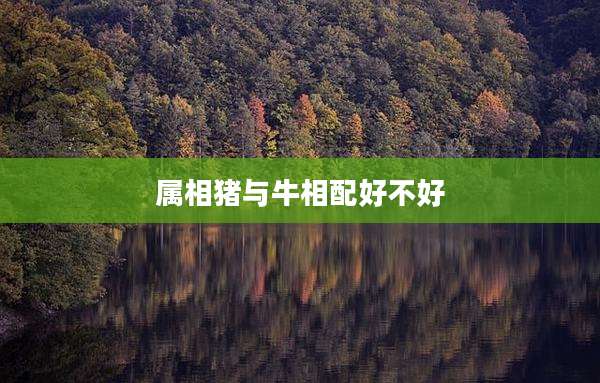 属相猪与牛相配好不好