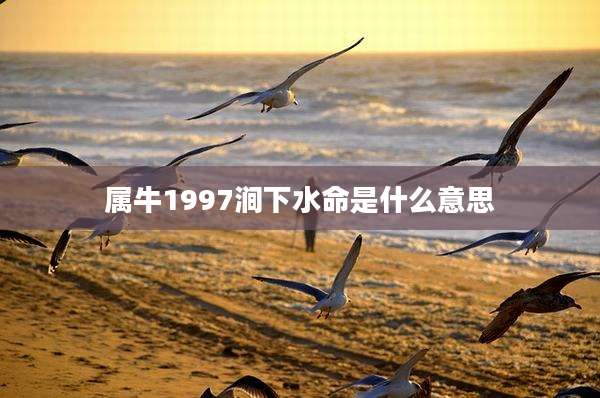 属牛1997涧下水命是什么意思