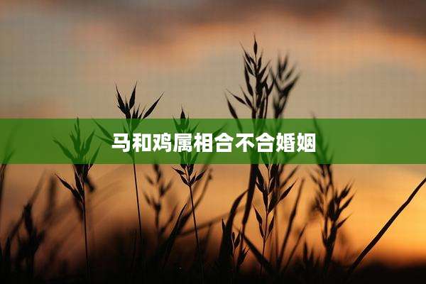 马和鸡属相合不合婚姻
