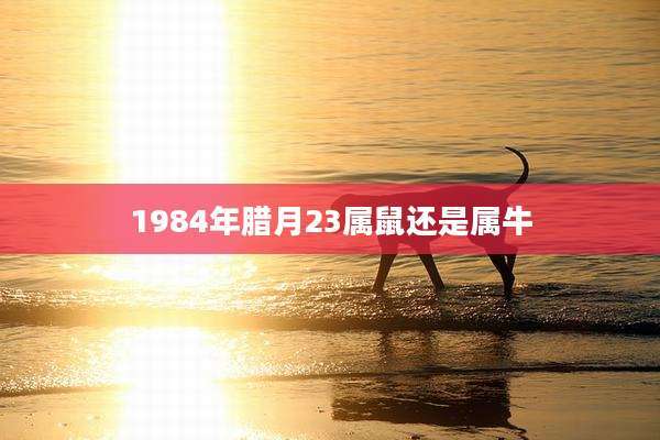 1984年腊月23属鼠还是属牛