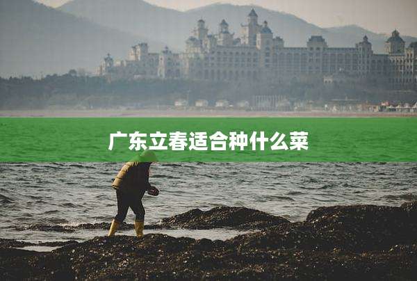 广东立春适合种什么菜