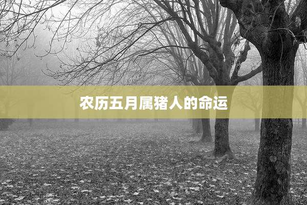 农历五月属猪人的命运