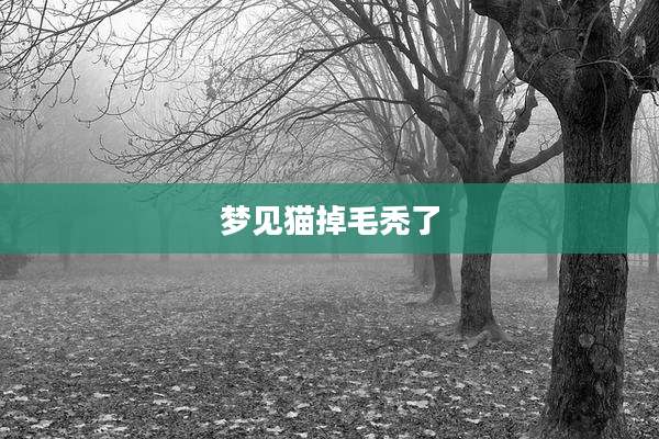 梦见猫掉毛秃了