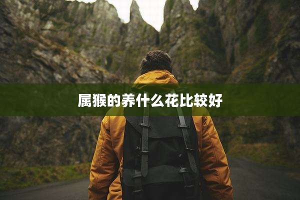 属猴的养什么花比较好