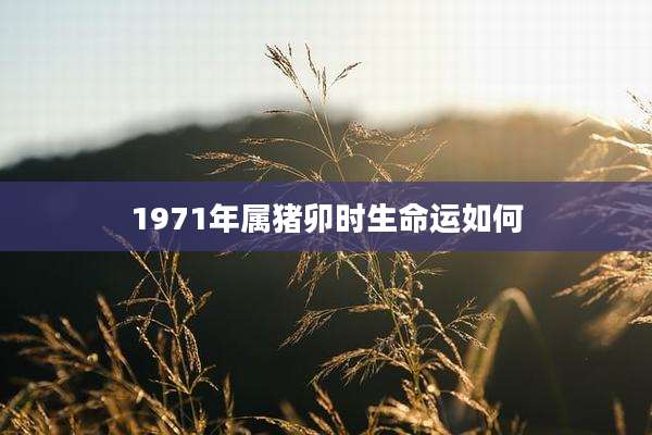 1971年属猪卯时生命运如何