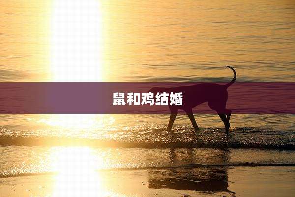 鼠和鸡结婚