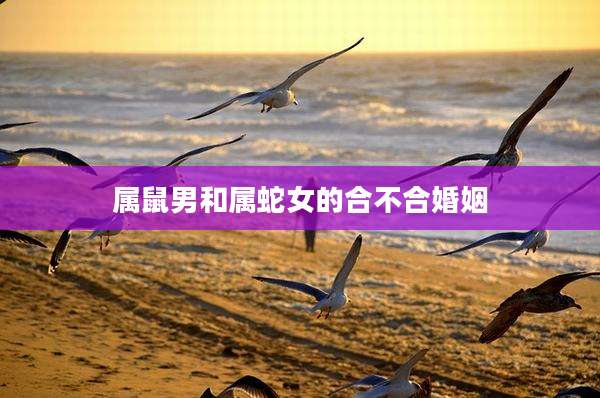 属鼠男和属蛇女的合不合婚姻
