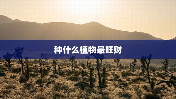种什么植物最旺财