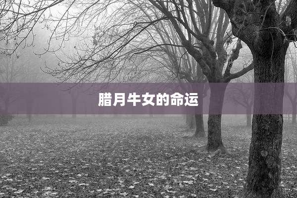 腊月牛女的命运