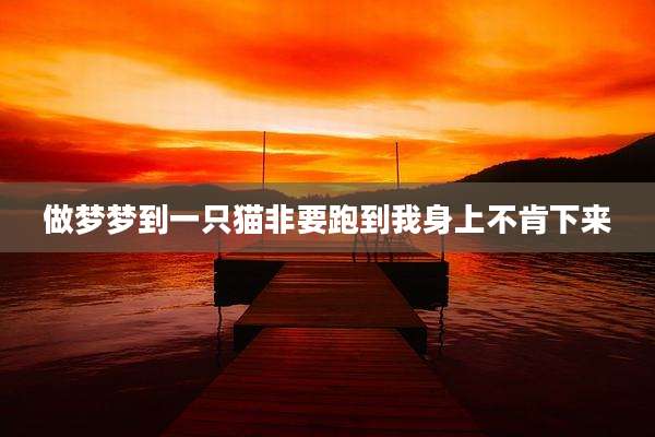 做梦梦到一只猫非要跑到我身上不肯下来
