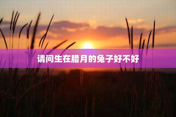 请问生在腊月的兔子好不好