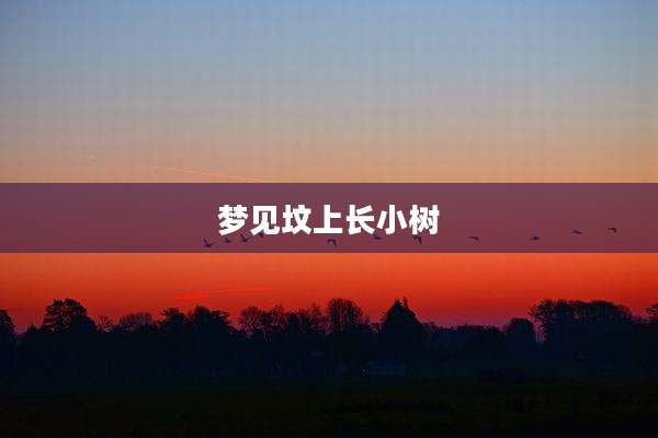 梦见坟上长小树