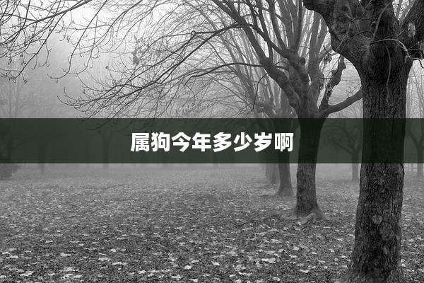 属狗今年多少岁啊