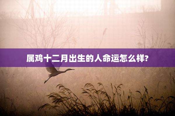 属鸡十二月出生的人命运怎么样?