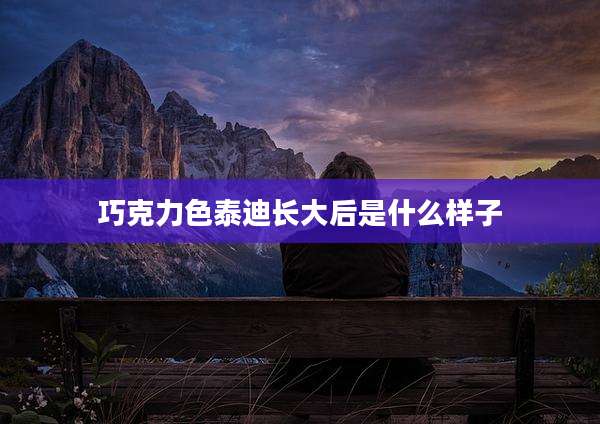 巧克力色泰迪长大后是什么样子