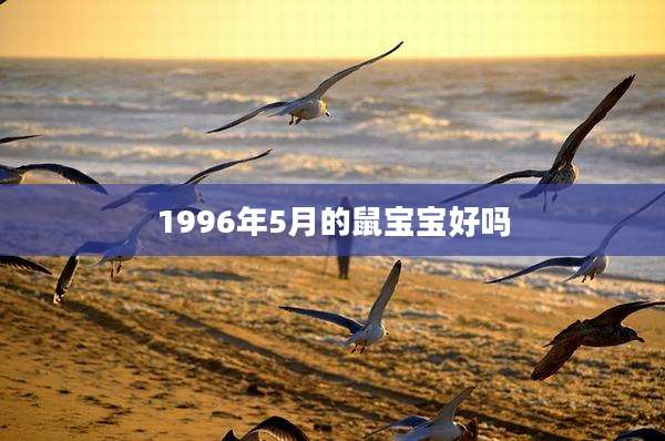 1996年5月的鼠宝宝好吗