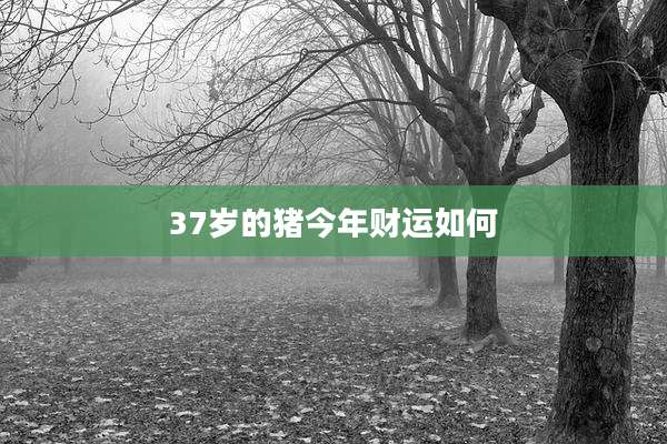 37岁的猪今年财运如何