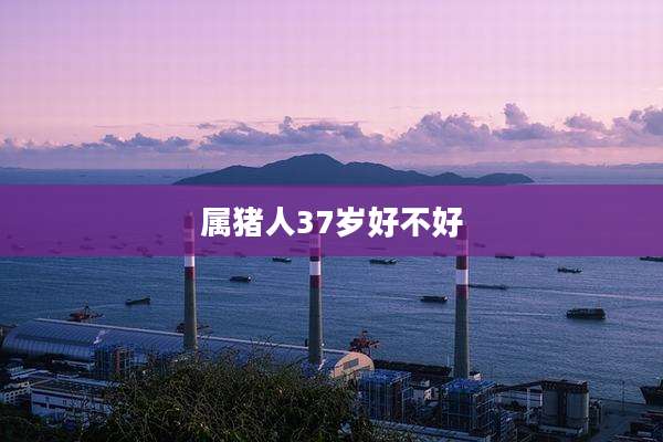属猪人37岁好不好