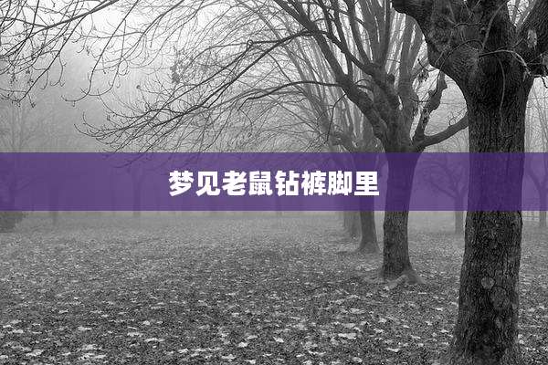 梦见老鼠钻裤脚里