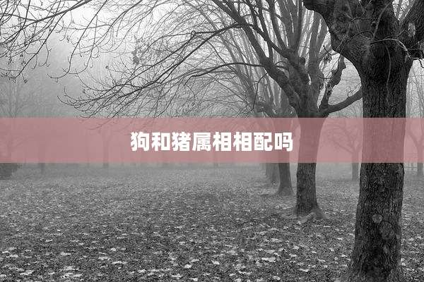 狗和猪属相相配吗