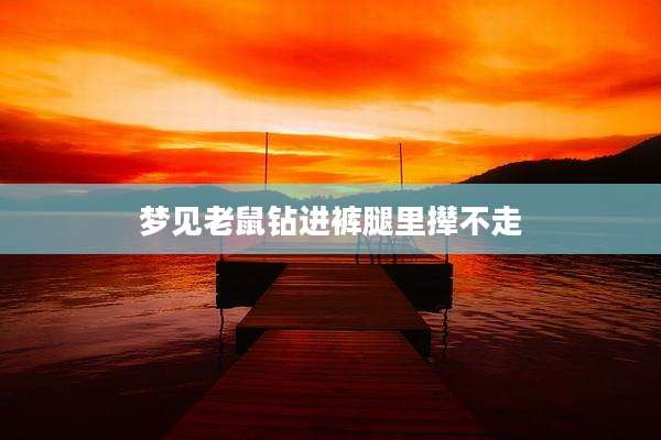 梦见老鼠钻进裤腿里撵不走