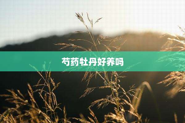 芍药牡丹好养吗