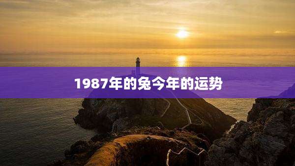 1987年的兔今年的运势