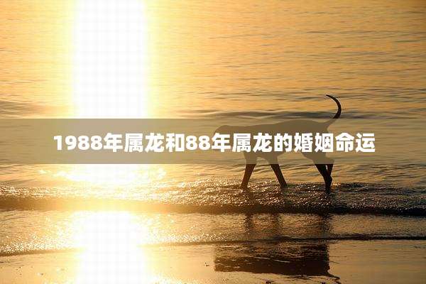 1988年属龙和88年属龙的婚姻命运