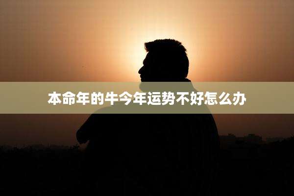本命年的牛今年运势不好怎么办