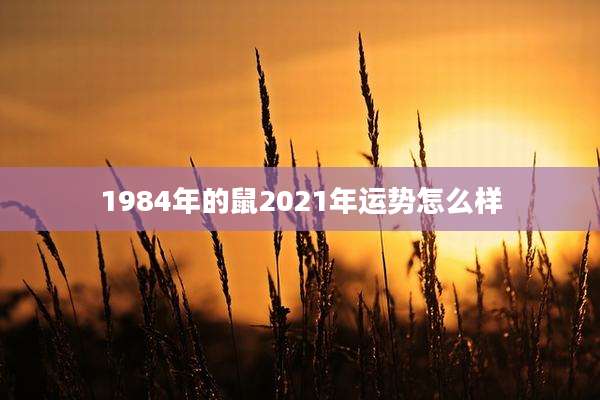 1984年的鼠2021年运势怎么样