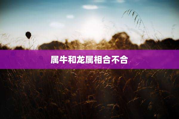 属牛和龙属相合不合