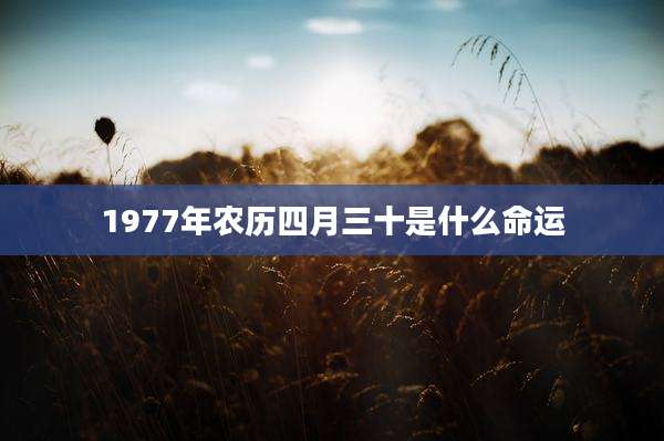 1977年农历四月三十是什么命运
