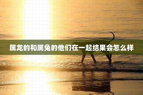 属龙的和属兔的他们在一起结果会怎么样