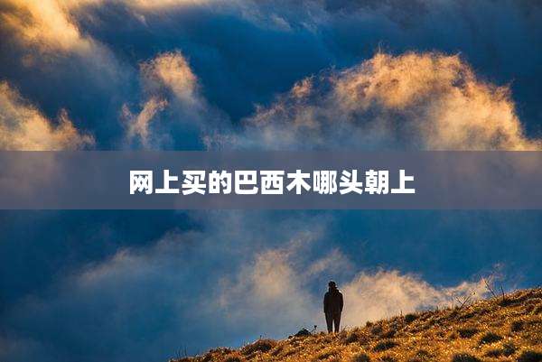 网上买的巴西木哪头朝上