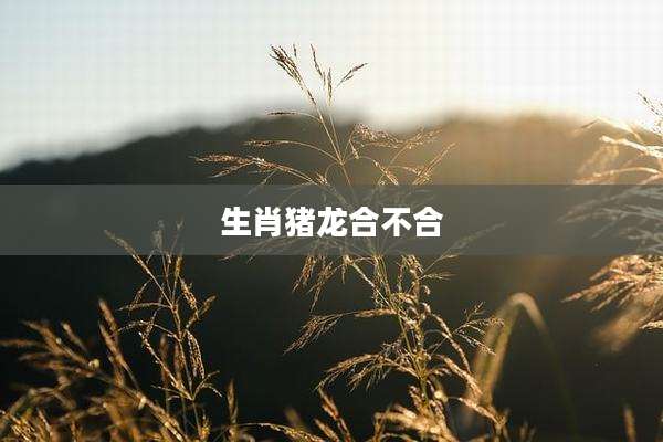 生肖猪龙合不合