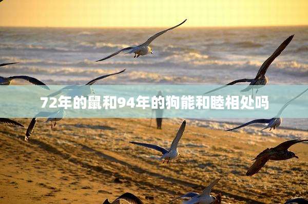 72年的鼠和94年的狗能和睦相处吗