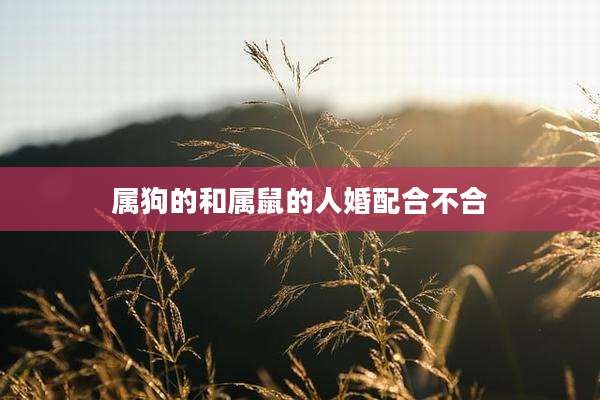属狗的和属鼠的人婚配合不合