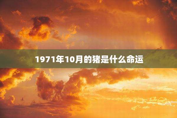 1971年10月的猪是什么命运