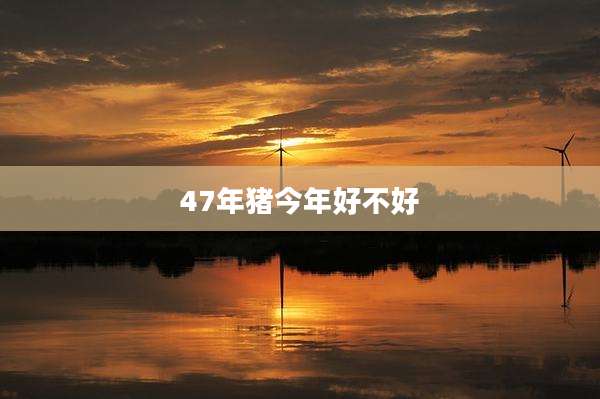 47年猪今年好不好
