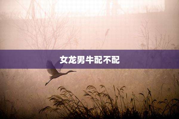 女龙男牛配不配